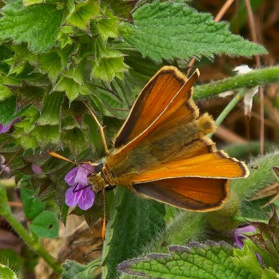 Small Skipper: Animal in habitat Grassland in the NatureSpots App