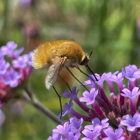 Systoechus ctenopterus: Animal in habitat Garden in the NatureSpots App