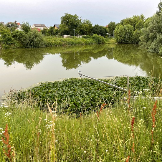 Landscape: Freshwater in habitat Pond in the NatureSpots App