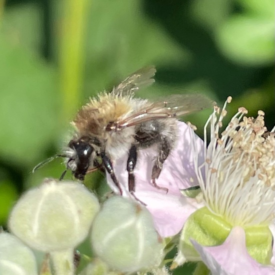 Bombus pascuorum: Animal in habitat Backyard in the NatureSpots App