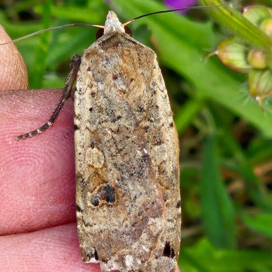 Large Yellow Underwing: Animal in habitat Garden in the NatureSpots App