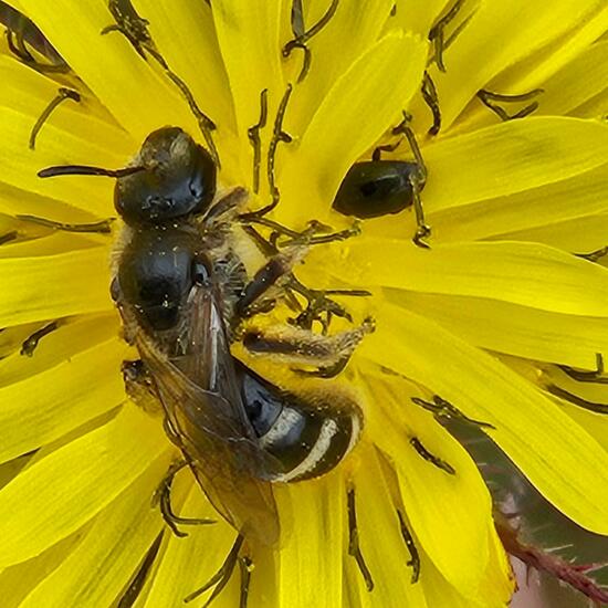 Lasioglossum calceatum: Animal in habitat Grassland in the NatureSpots App