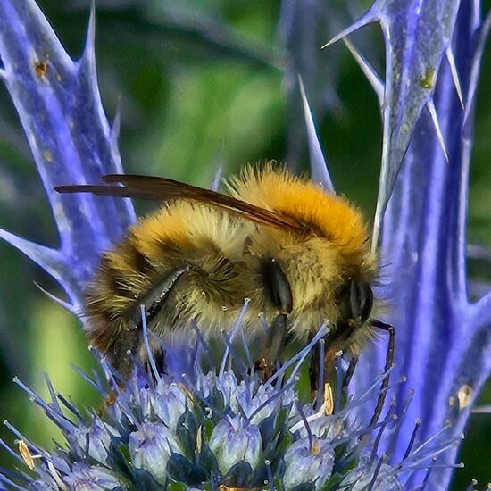 Bombus pascuorum: Animal in habitat Garden in the NatureSpots App