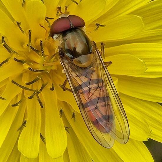 Episyrphus balteatus: Animal in habitat Grassland in the NatureSpots App