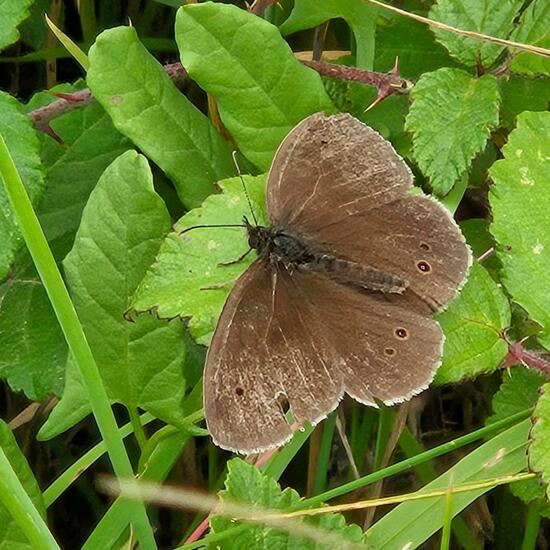 Aphantopus hyperantus: Animal in habitat Grassland in the NatureSpots App