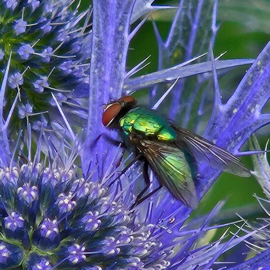 Neomyia cornicina: Animal in habitat Garden in the NatureSpots App