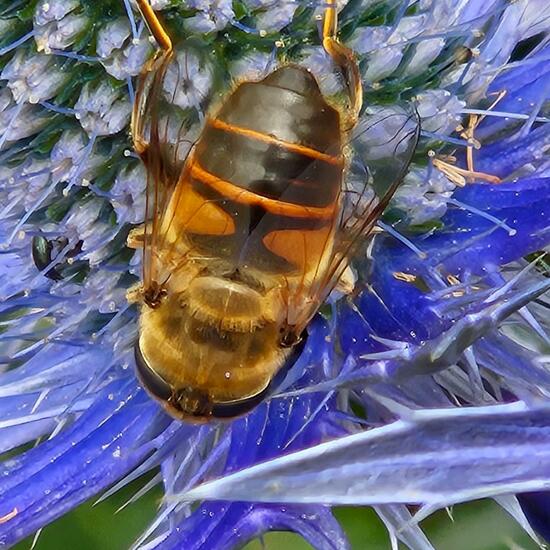 Eristalis tenax: Animal in habitat Garden in the NatureSpots App