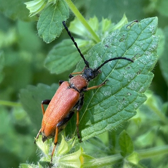 Cerambycidae: Animal in habitat Garden in the NatureSpots App