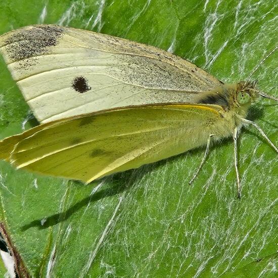 Pieris brassicae: Animal in habitat Grassland in the NatureSpots App