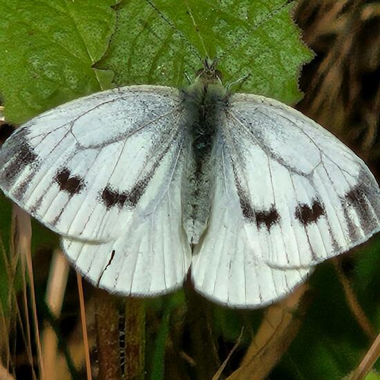 Pieris napi: Animal in habitat Grassland in the NatureSpots App