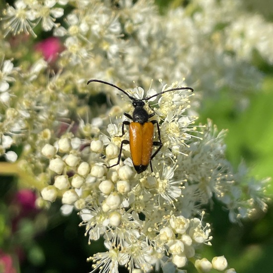 Stictoleptura fulva: Animal in habitat Garden in the NatureSpots App