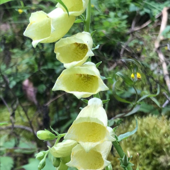 Big-flowered foxglove: Plant in habitat Temperate forest in the NatureSpots App