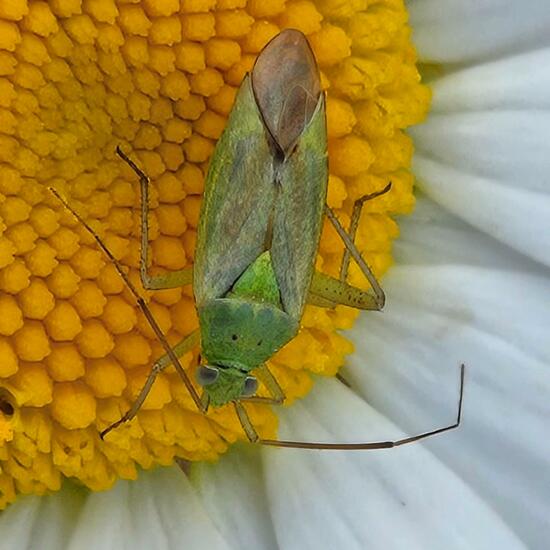 Closterotomus norwegicus: Animal in habitat Grassland in the NatureSpots App