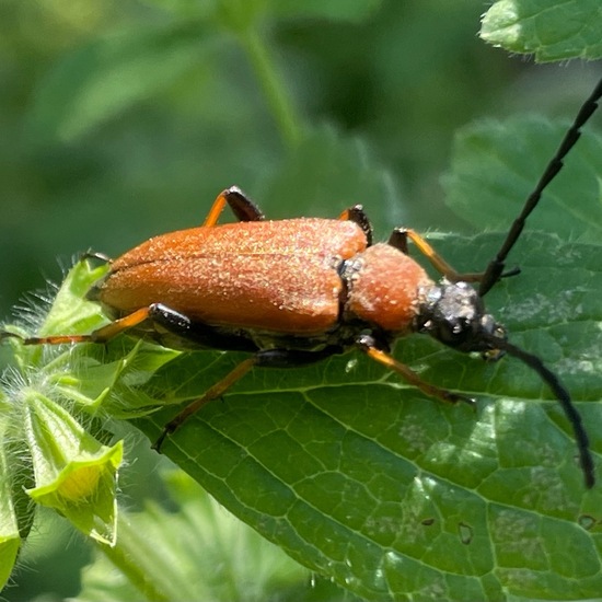 Cerambycidae: Animal in habitat Garden in the NatureSpots App