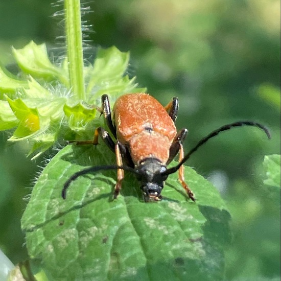 Cerambycidae: Animal in habitat Garden in the NatureSpots App