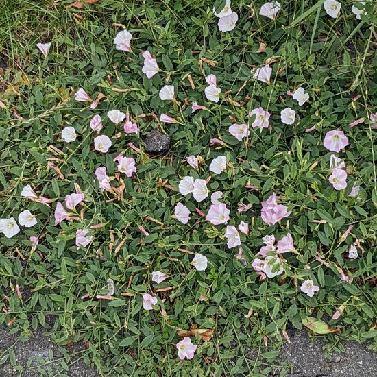 Convolvulus arvensis: Plant in habitat Natural Meadow in the NatureSpots App