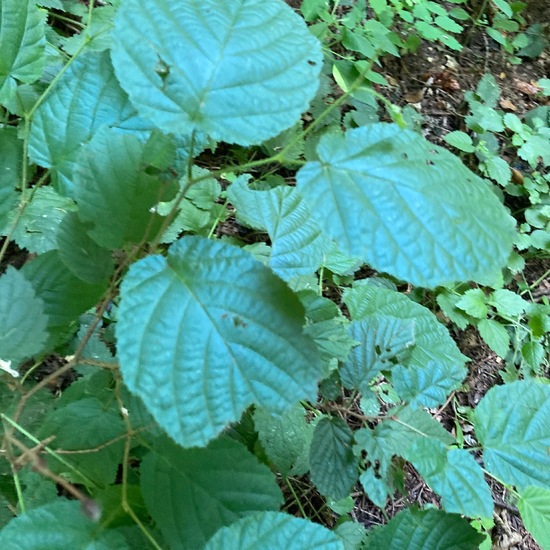 Tilia tomentosa: Plant in nature in the NatureSpots App