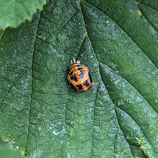 Harmonia axyridis: Animal in nature in the NatureSpots App