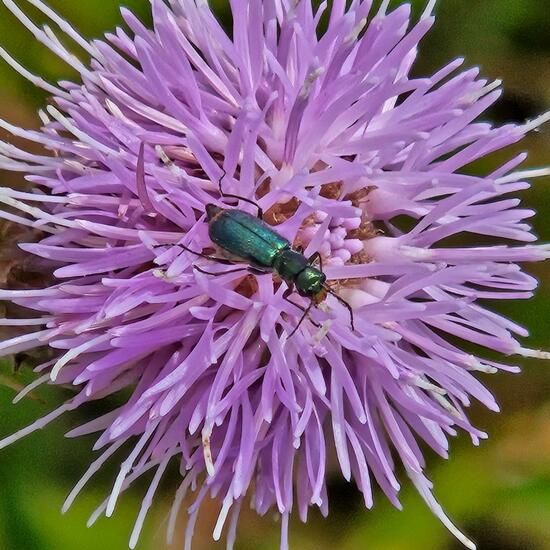 Malachius bipustulatus: Animal in habitat Grassland in the NatureSpots App