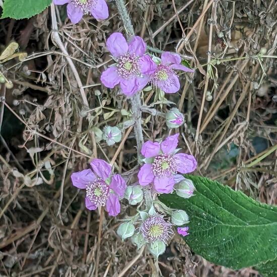 Rubus fruticosus agg.: Plant in nature in the NatureSpots App