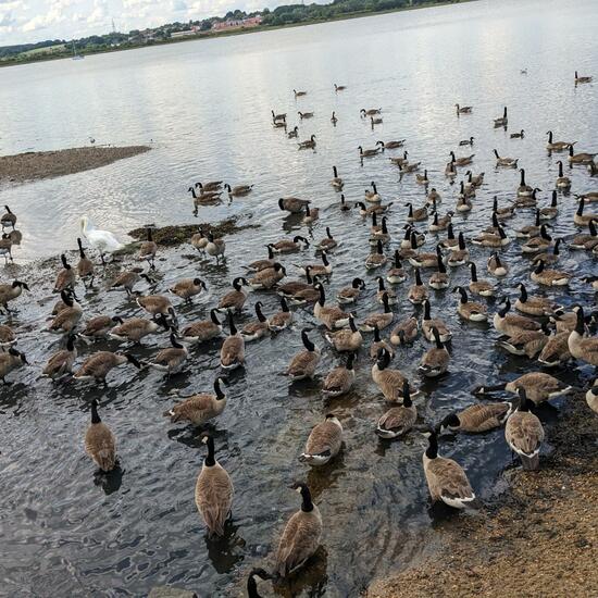 Branta canadensis maxima: Animal in nature in the NatureSpots App