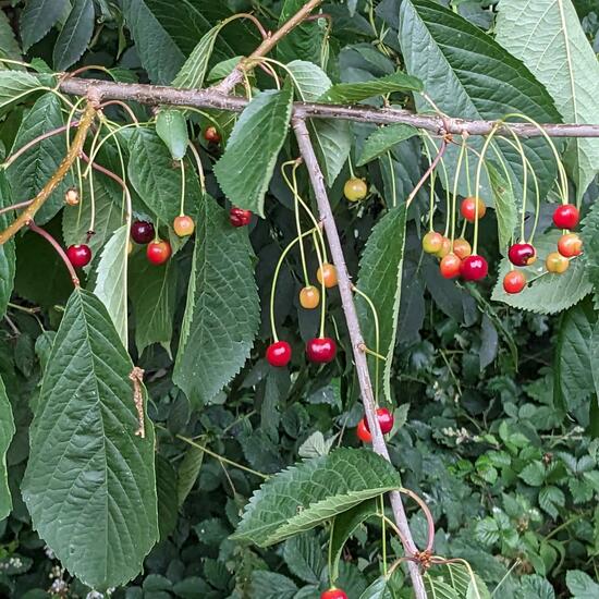 Prunus avium: Plant in nature in the NatureSpots App