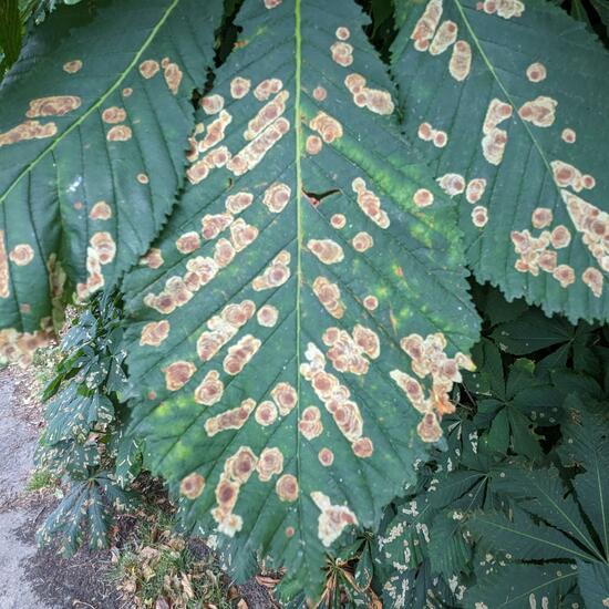 Horse-chestnut leaf miner: Animal in nature in the NatureSpots App