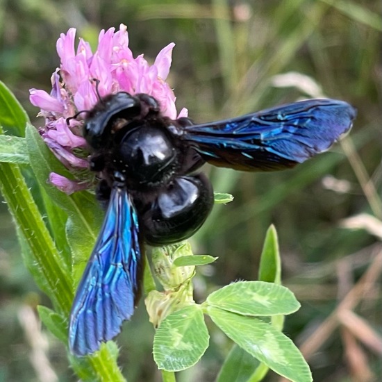 Carpenter bee: Animal in habitat Garden in the NatureSpots App