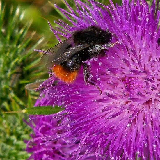 Bombus lapidarius: Animal in habitat Grassland in the NatureSpots App