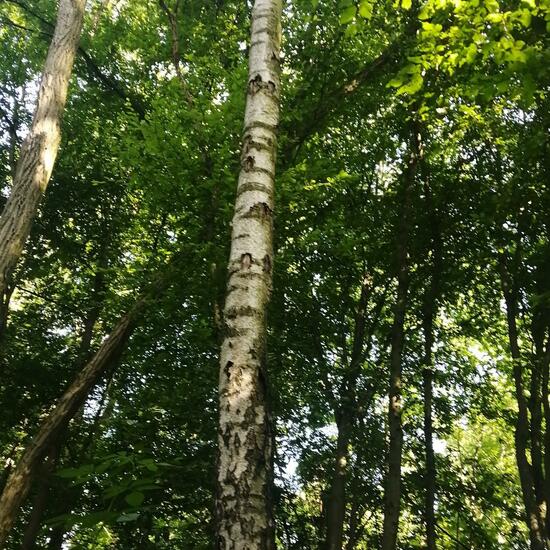 Betula schmidtii: Plant in nature in the NatureSpots App