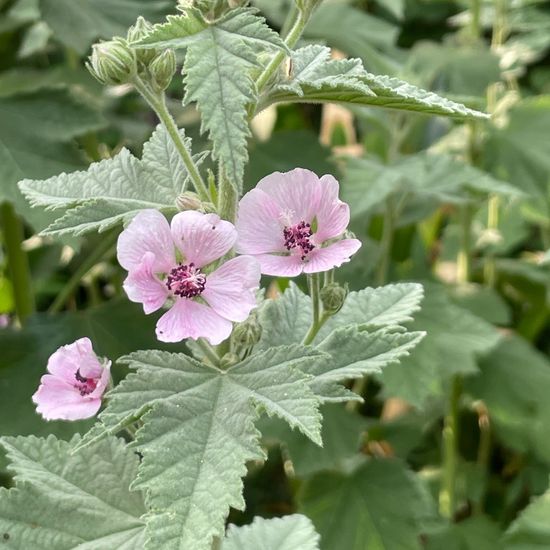 Althaea officinalis: Plant in habitat Garden in the NatureSpots App