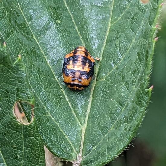 Coccinella septempunctata: Animal in habitat Forest in the NatureSpots App