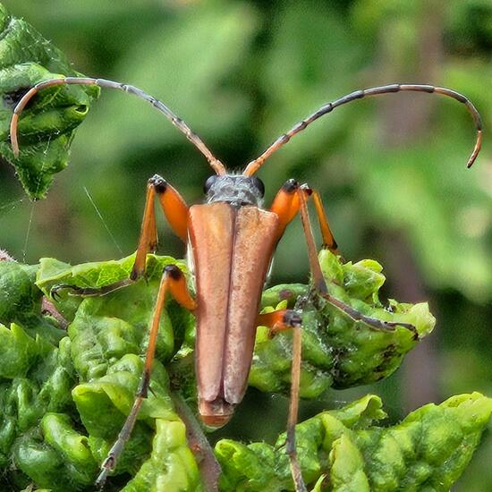 Stenocorus meridianus: Animal in habitat Grassland in the NatureSpots App