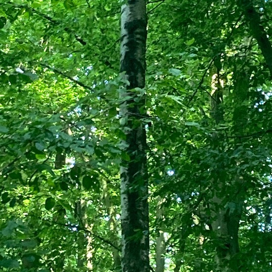 Betula schmidtii: Plant in nature in the NatureSpots App