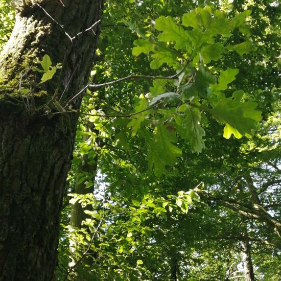 Quercus pubescens: Plant in nature in the NatureSpots App