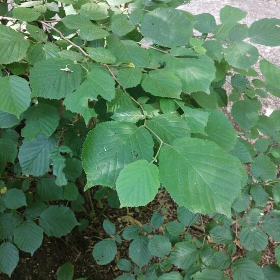 Tilia ×moltkei: Plant in nature in the NatureSpots App