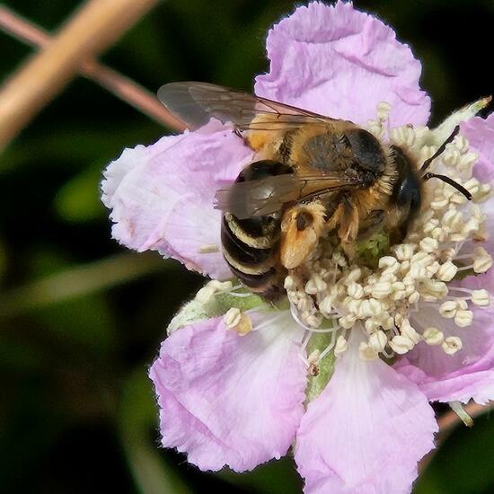 Andrena flavipes: Animal in habitat Grassland in the NatureSpots App