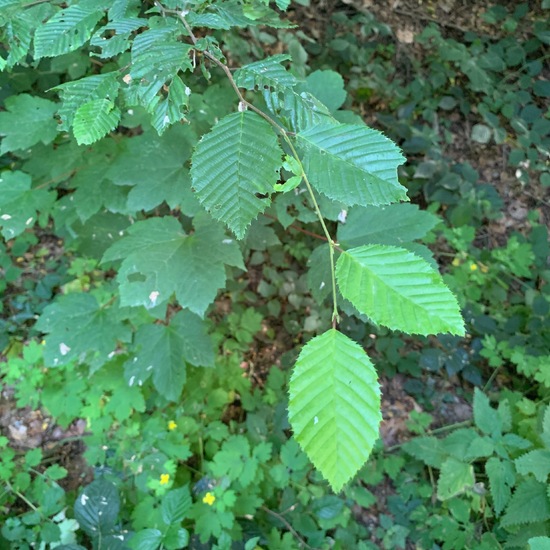 Carpinus betulus: Plant in nature in the NatureSpots App