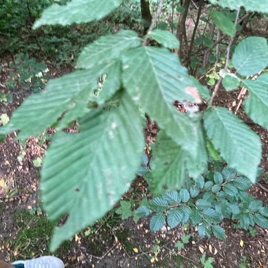 Fagus sylvatica: Plant in nature in the NatureSpots App