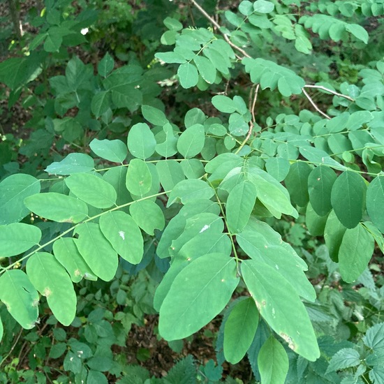 Robinia hispida: Plant in nature in the NatureSpots App