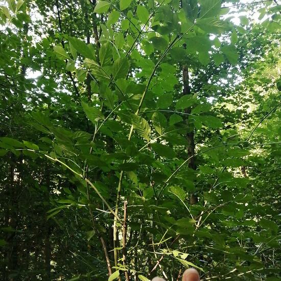 Fraxinus angustifolia: Plant in nature in the NatureSpots App