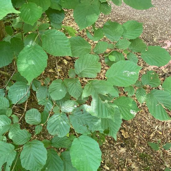 Tilia tomentosa: Plant in nature in the NatureSpots App