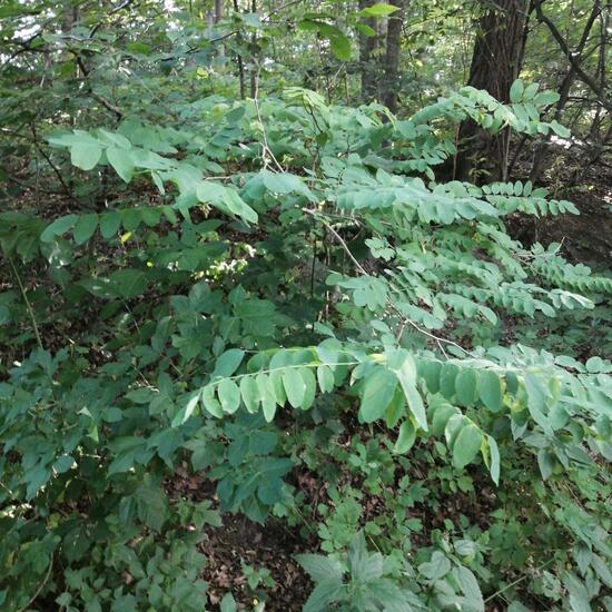 Robinia hispida: Plant in nature in the NatureSpots App