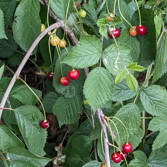 Rubus idaeus: Plant in nature in the NatureSpots App