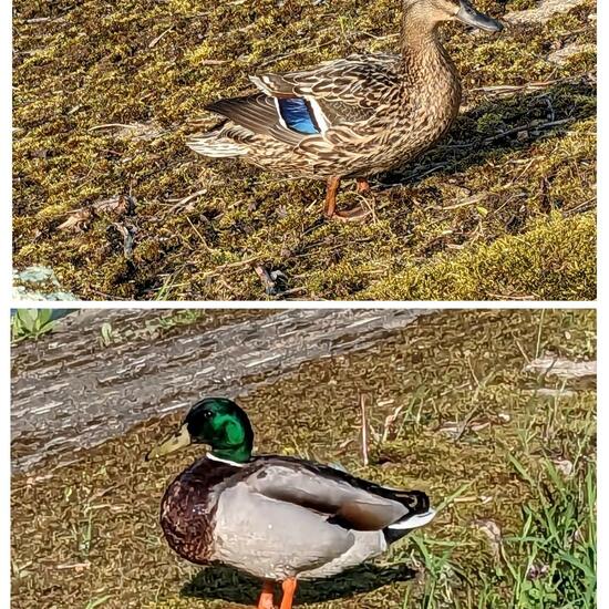 Mallard: Animal in nature in the NatureSpots App