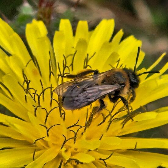 Andrena bicolor: Animal in habitat Grassland in the NatureSpots App