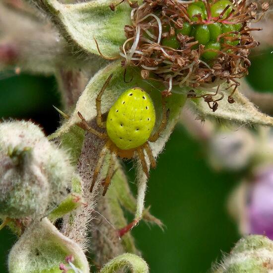 Araniella: Animal in habitat Grassland in the NatureSpots App