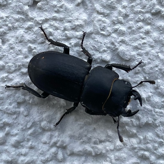 Dorcus parallelipipedus: Animal in habitat Garden in the NatureSpots App