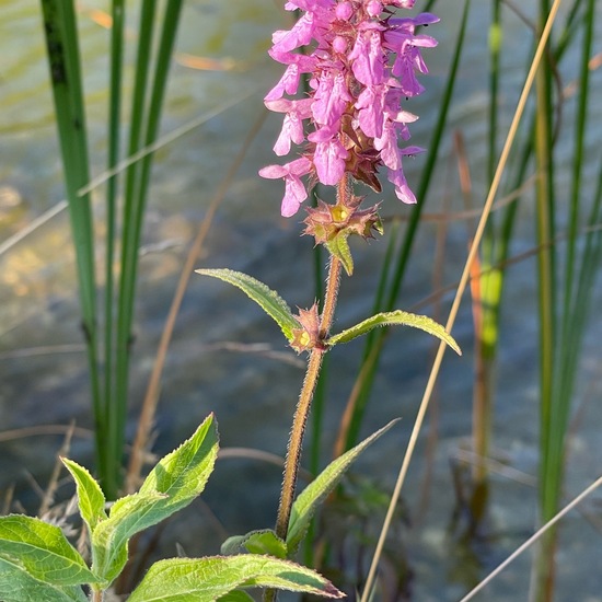 Stachys palustris: Plant in habitat Garden in the NatureSpots App