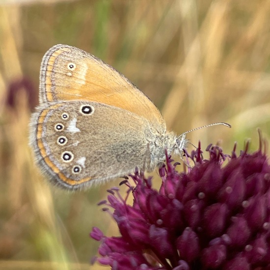 Coenonympha glycerion: Animal in habitat Shrubland in the NatureSpots App